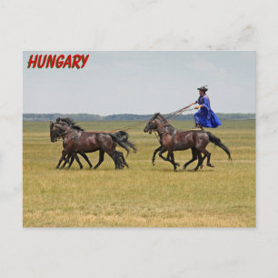 Hungary horseman and horses postcard