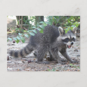 Hungry Baby Racoon Postcard