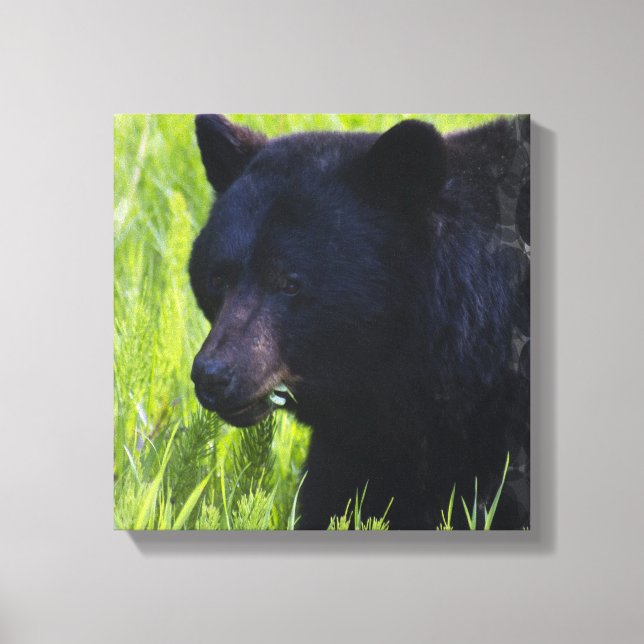 Hungry Black Bear Canvas Print (Front)