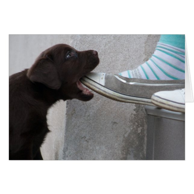 Hungry Brown Labrador Puppy (Front Horizontal)