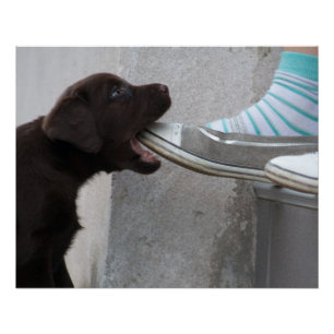 Hungry Brown Labrador Puppy Poster