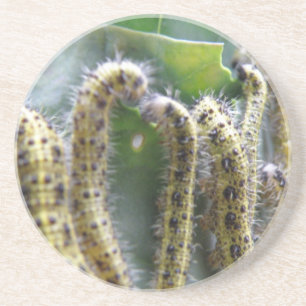Hungry Cabbage White Caterpillars Coasters