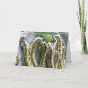 Hungry Cabbage White Caterpillars Greeting Card