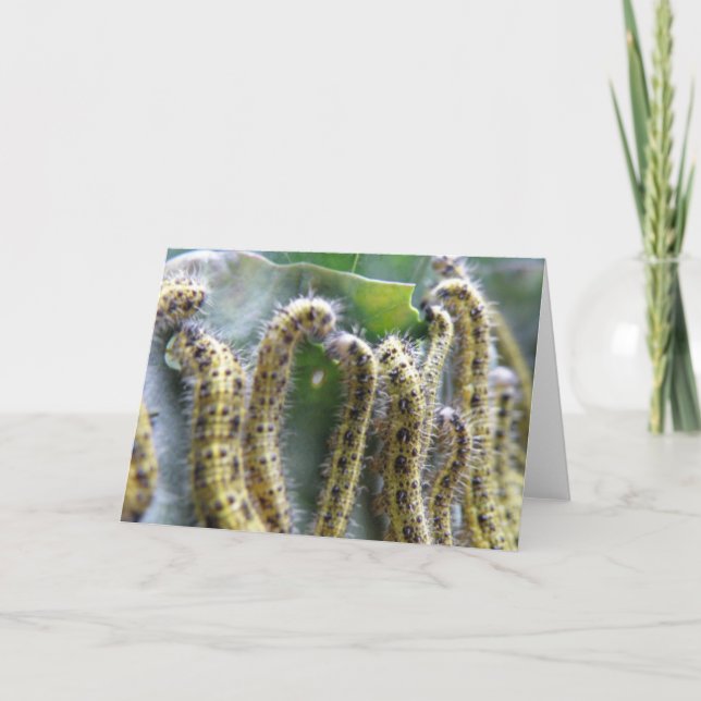 Hungry Cabbage White Caterpillars Greeting Card (Front)