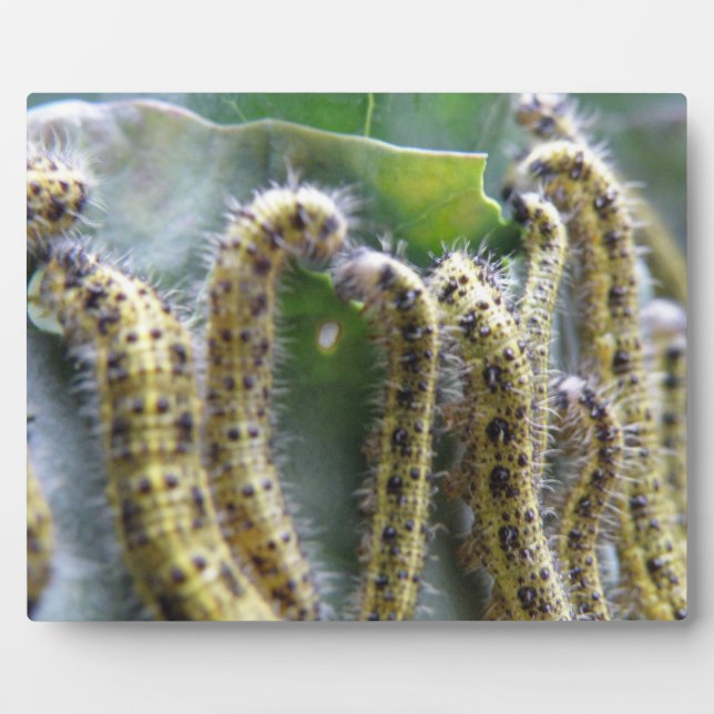 Hungry Cabbage White Caterpillars Plaque (Front)
