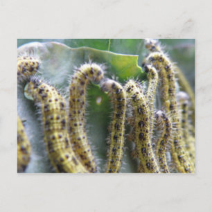 Hungry Cabbage White Caterpillars Postcard