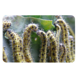 Hungry Cabbage White Caterpillars Premium Magnet