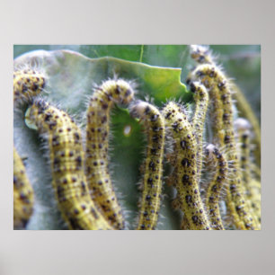 Hungry Cabbage White Caterpillars Print