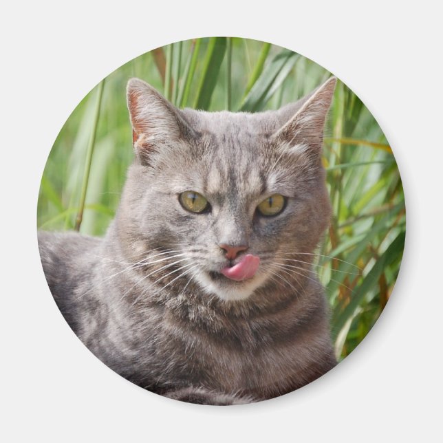 Hungry Cat Magnet (Front)