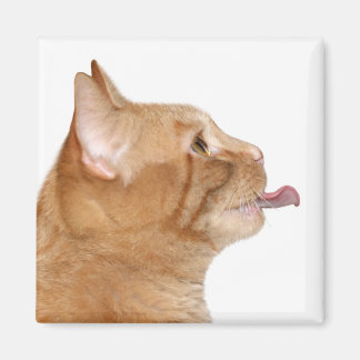Hungry cat magnet