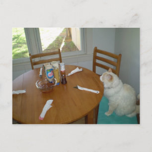 Hungry Cat Postcard