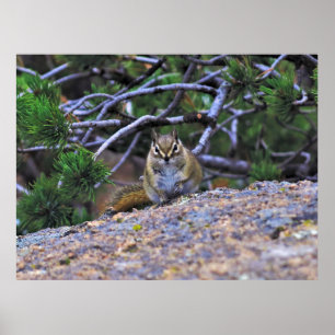 Hungry Chipmunk Poster