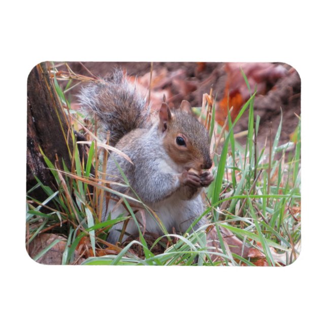 Hungry Grey Squirrel Magnet (Horizontal)