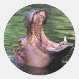 Hungry Hippo Classic Round Sticker