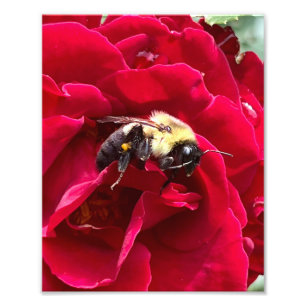 Hungry Honey Bee Photo Print