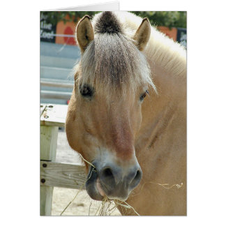 Hungry horse