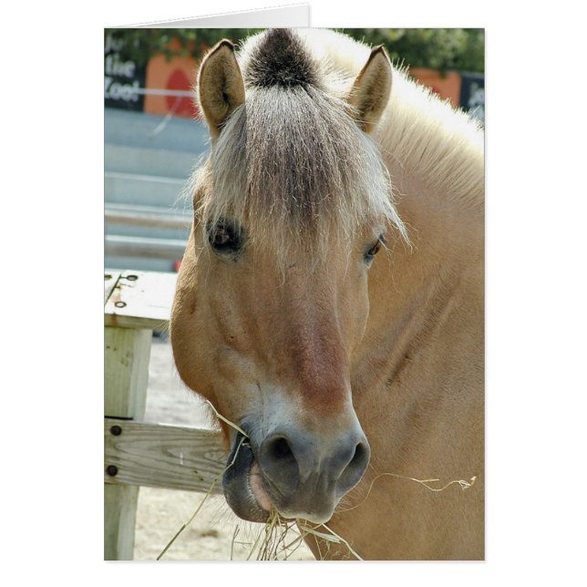 Hungry horse (Front)