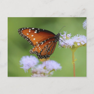 Hungry Monarch Butterfly Postcard