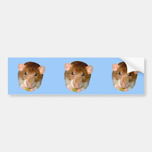 Hungry Rat Bumper Sticker