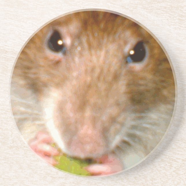 Hungry Rat Coasters (Front)