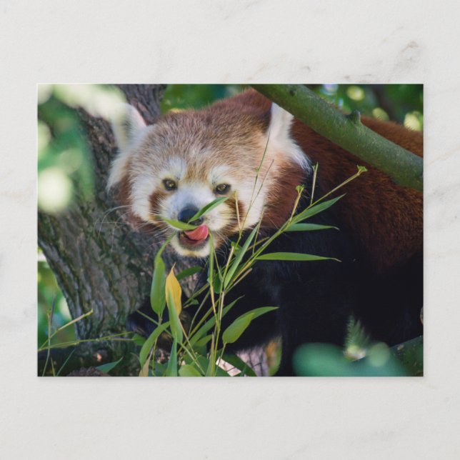 hungry Red panda Postcard (Front)