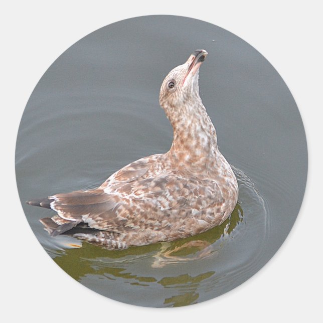 Hungry Sea Gull Sticker (Front)