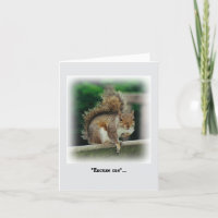 Hungry Squirrel looking for a free handout