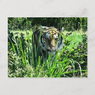 Hungry Tiger Postcard