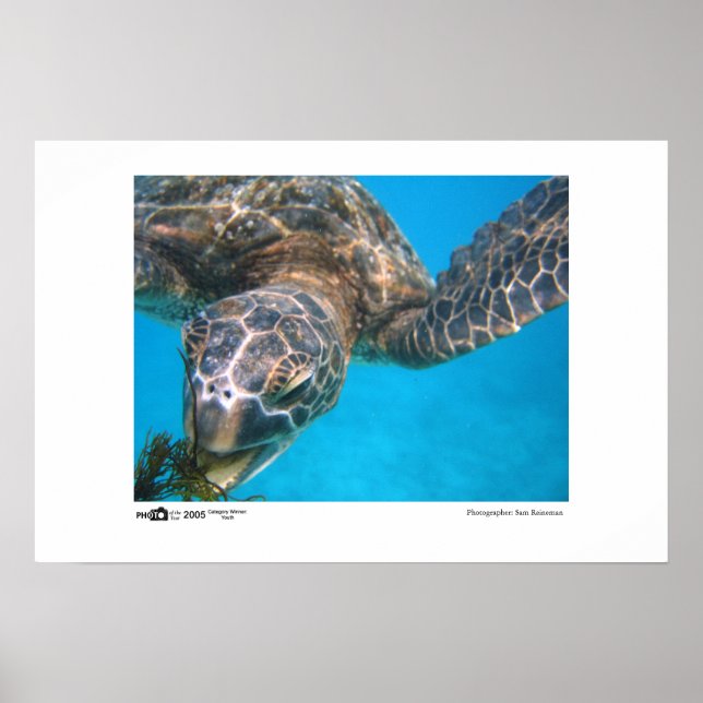 Hungry Turtle - Photo of the Year Category Winner Poster (Front)