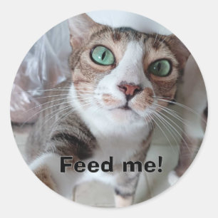 Hungy cat classic round sticker
