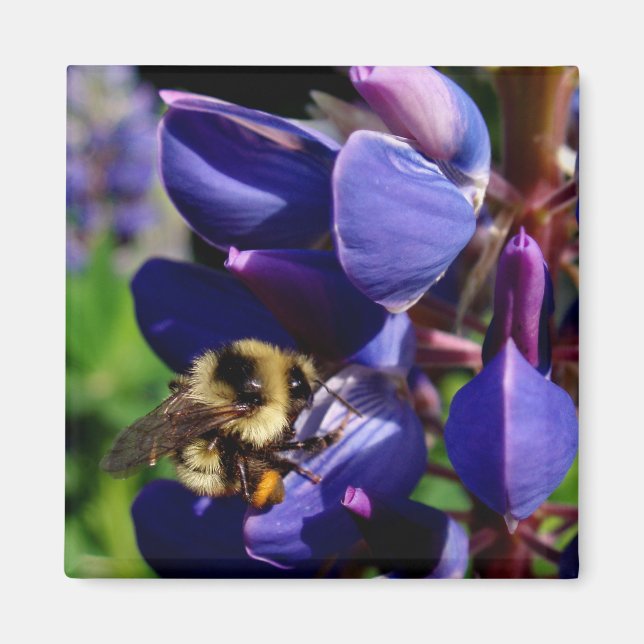 Hunny Bee Magnet (Front)