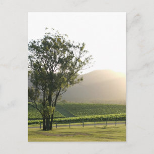 Hunter Valley, New South Wales Postcard