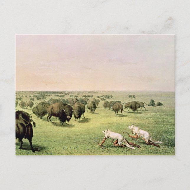 Hunting Buffalo Camouflaged Postcard (Front)