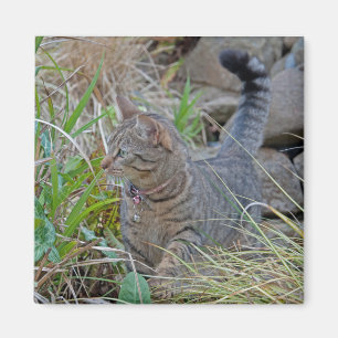 Hunting Cat Magnet