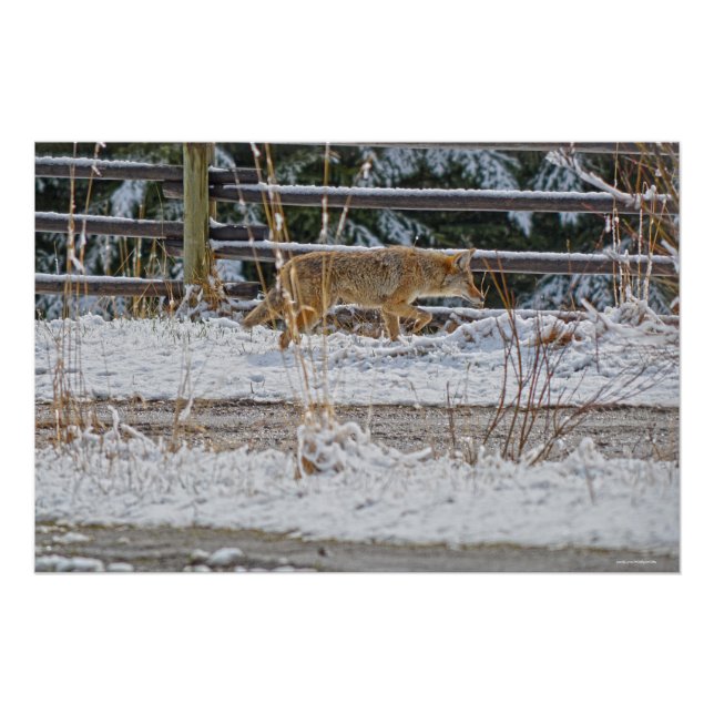 Hunting Coyote and Winter Snow Wildlife Photo Poster (Front)