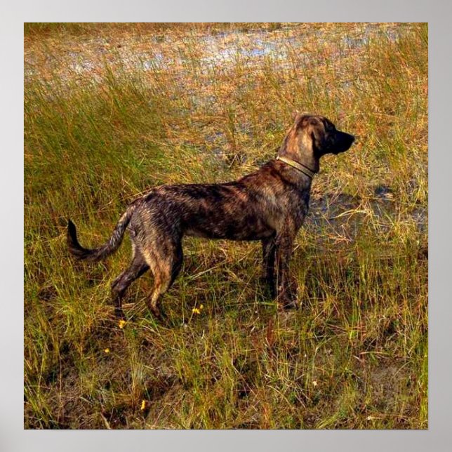Hunting Dog in Wetlands Poster (Front)