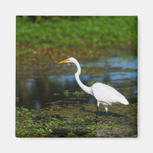 Hunting Egret Magnet