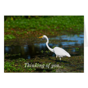 Hunting Egret Thinking Of You Card