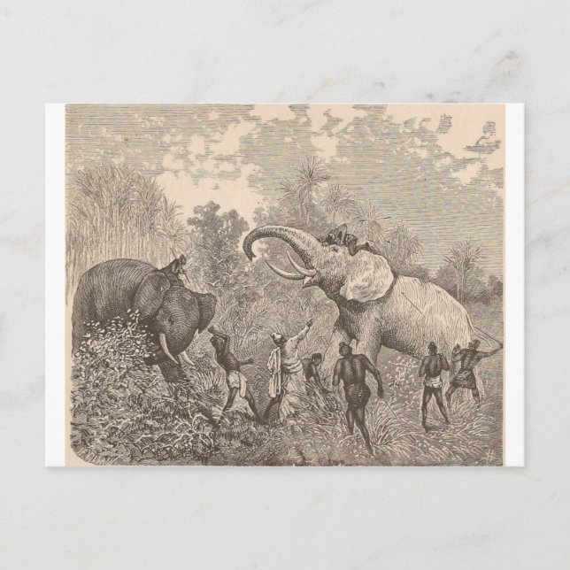 Hunting Elephants Postcard (Front)