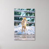 Hunting Female Coyote and Snow Wildlife Photo Art