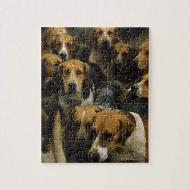 Hunting foxhounds, Galway Blazers, Ireland Jigsaw Puzzle (Vertical)
