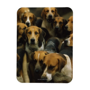 Hunting foxhounds, Galway Blazers, Ireland Magnet