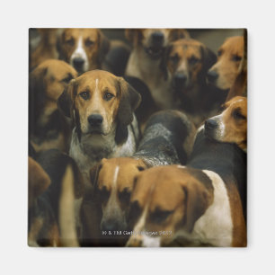 Hunting foxhounds, Galway Blazers, Ireland Magnet