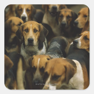 Hunting foxhounds, Galway Blazers, Ireland Square Sticker