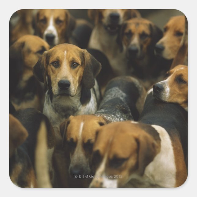 Hunting foxhounds, Galway Blazers, Ireland Square Sticker (Front)