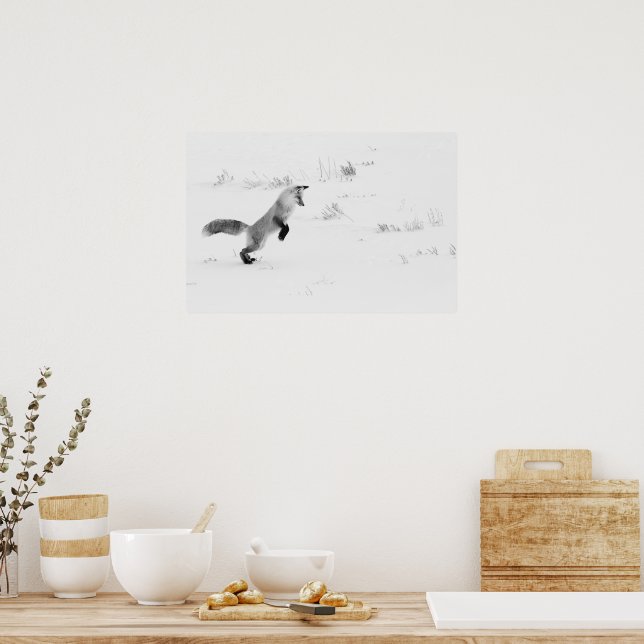 Hunting Red Fox Black And White Photography Poster (Kitchen)