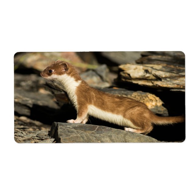 Hunting Weasel (Front)