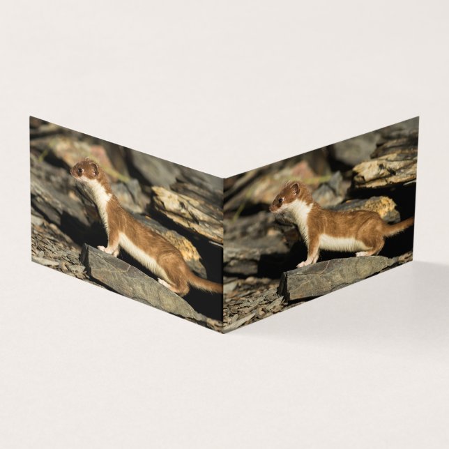 Hunting Weasel (Outside)