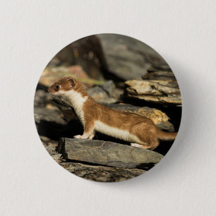 Hunting Weasel 6 Cm Round Badge