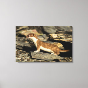 Hunting Weasel Canvas Print